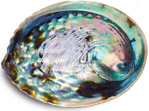 Liv Rocks - Abalone Shell Smudge Bowl